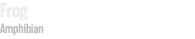 Frog Amphibian