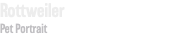 Rottweiler Pet Portrait