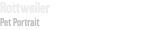 Rottweiler Pet Portrait